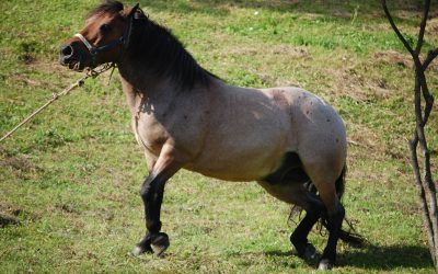 Furmanski dan, 10.08.2019. od 15,00 sati