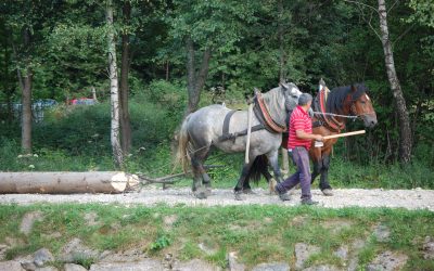 Furmanski dan 26.08.2017. od 16,00 sati