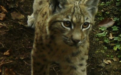 Kako se ris Martin vratio u prirodu