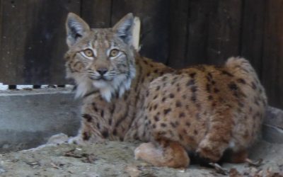 U Gorski kotar stiže ris iz Rumunjske