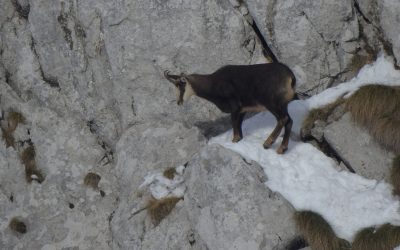 NOVO U PONUDI – PROMATRANJE DIVOKOZA UZ NAŠEG VODIČA