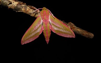 TAJANSTVENI STANOVNICI RISNJAKA